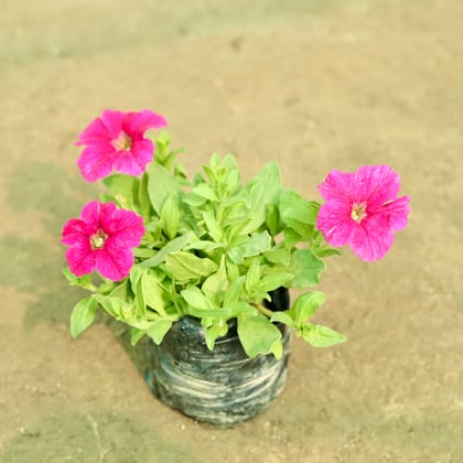 Buy Petunia (Any Colour) in 5 Inch Nursery Bag Online | Urvann.com