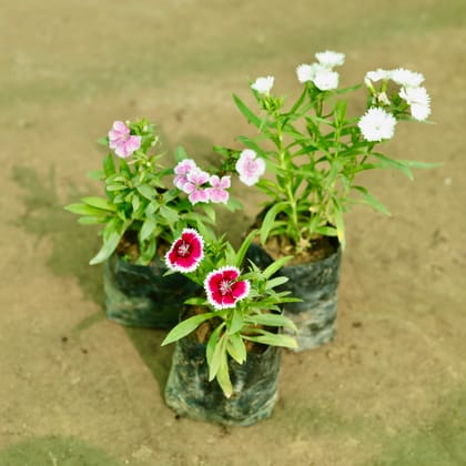 Buy Set of 3 - Dianthus (Any Colour) in 5 Inch Nursery Bag Online | Urvann.com