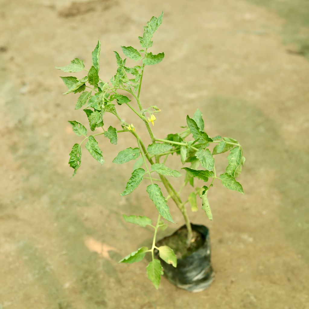 Tomato in 5 Inch Nursery Bag