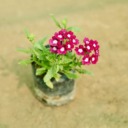 Buy Verbena (Any Colour) in 5 Inch Nursery Bag Online | Urvann.com