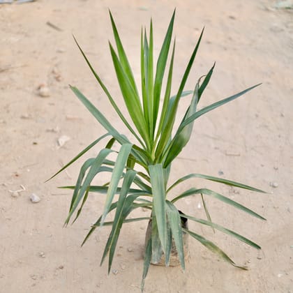 Buy Yucca Gluca (~ 2 Ft) in 10 Inch Nursery Bag Online | Urvann.com