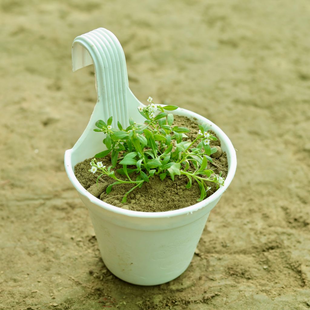 Alyssum (Any Colour) in 6 Inch White Single Hook Hanging Plastic Pot