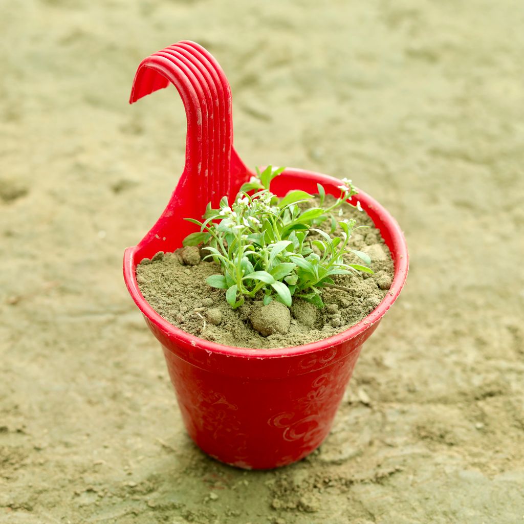 Alyssum (Any Colour) in 6 Inch Red Single Hook Hanging Plastic Pot