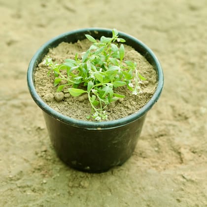 Buy Alyssum (Any Colour) in 6 Inch Nursery Pot Online | Urvann.com