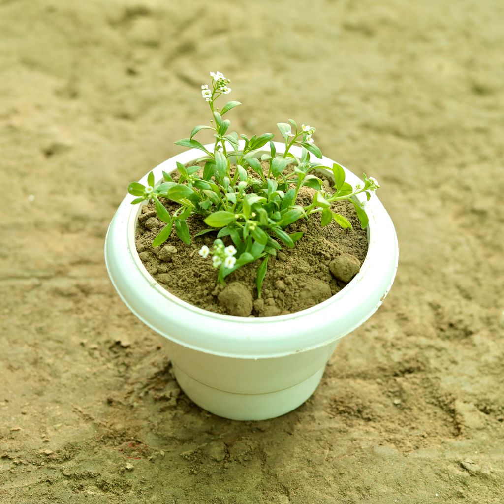 Alyssum (Any Colour) in 6 Inch Classy White Classy Plastic Pot