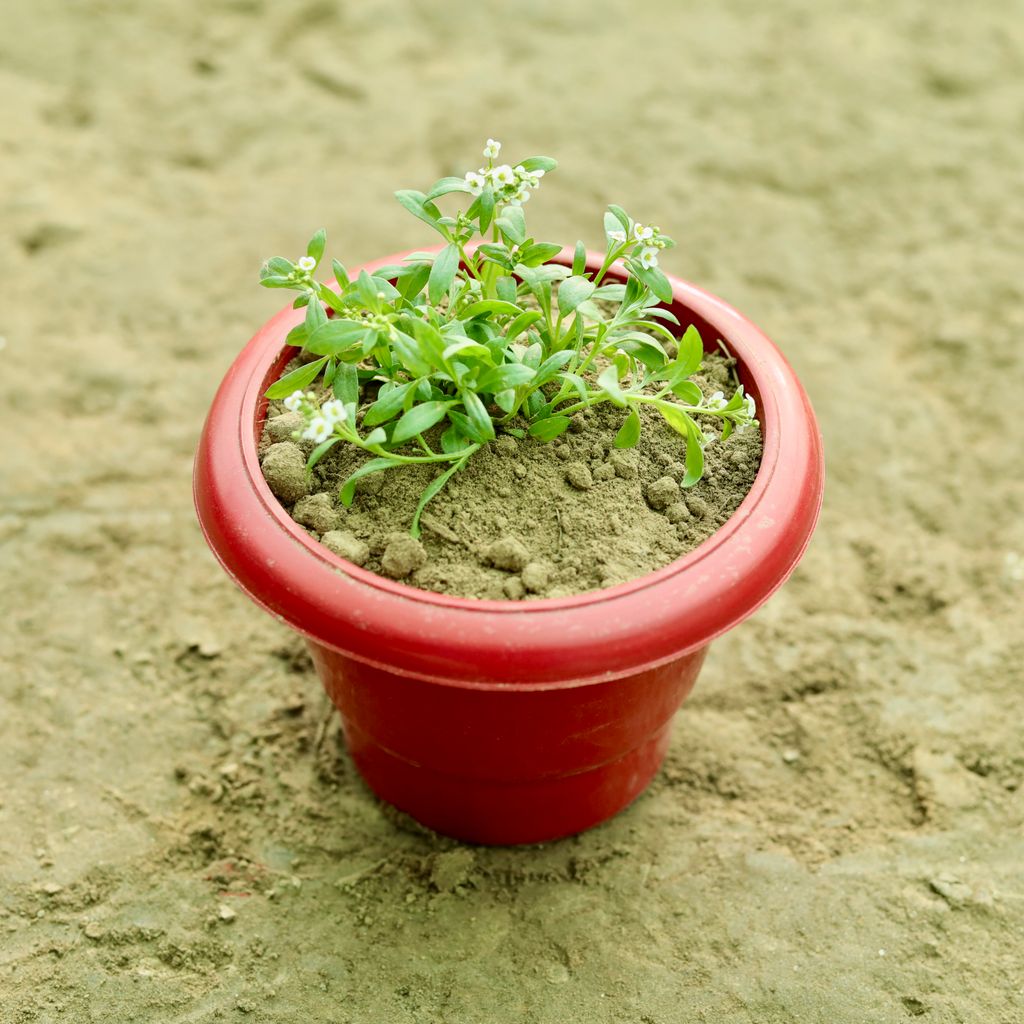 Alyssum (Any Colour) in 6 Inch Terracotta Red Classy Plastic Pot