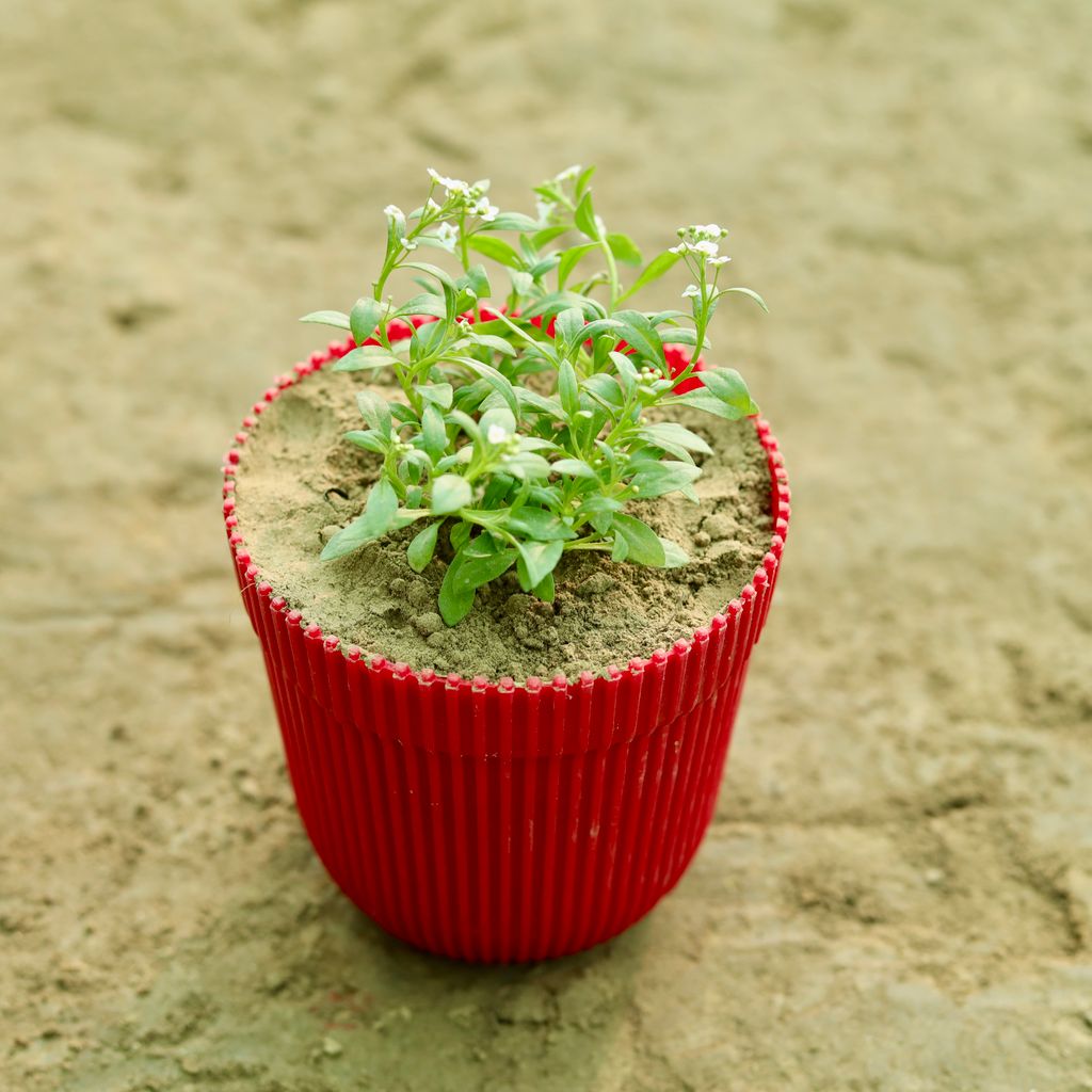 Alyssum (Any Colour) in 6 Inch Red Stripped Premium Plastic Pot