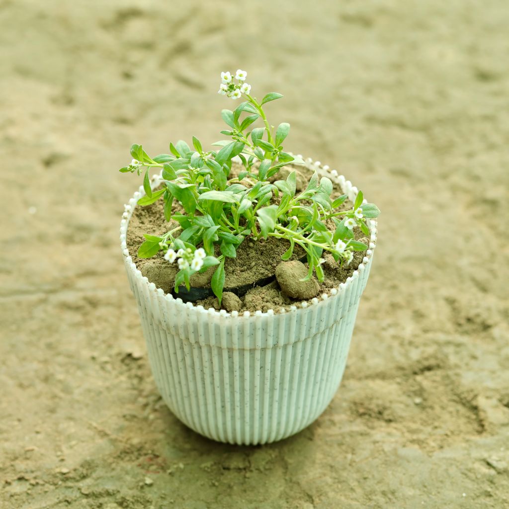 Alyssum (Any Colour) in 6 Inch White Stripped Premium Plastic Pot