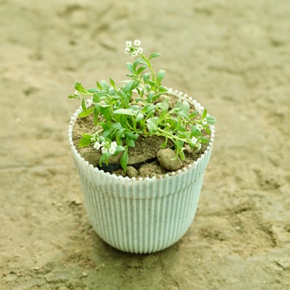 Buy Alyssum (Any Colour) in 6 Inch White Stripped Premium Plastic Pot Online | Urvann.com