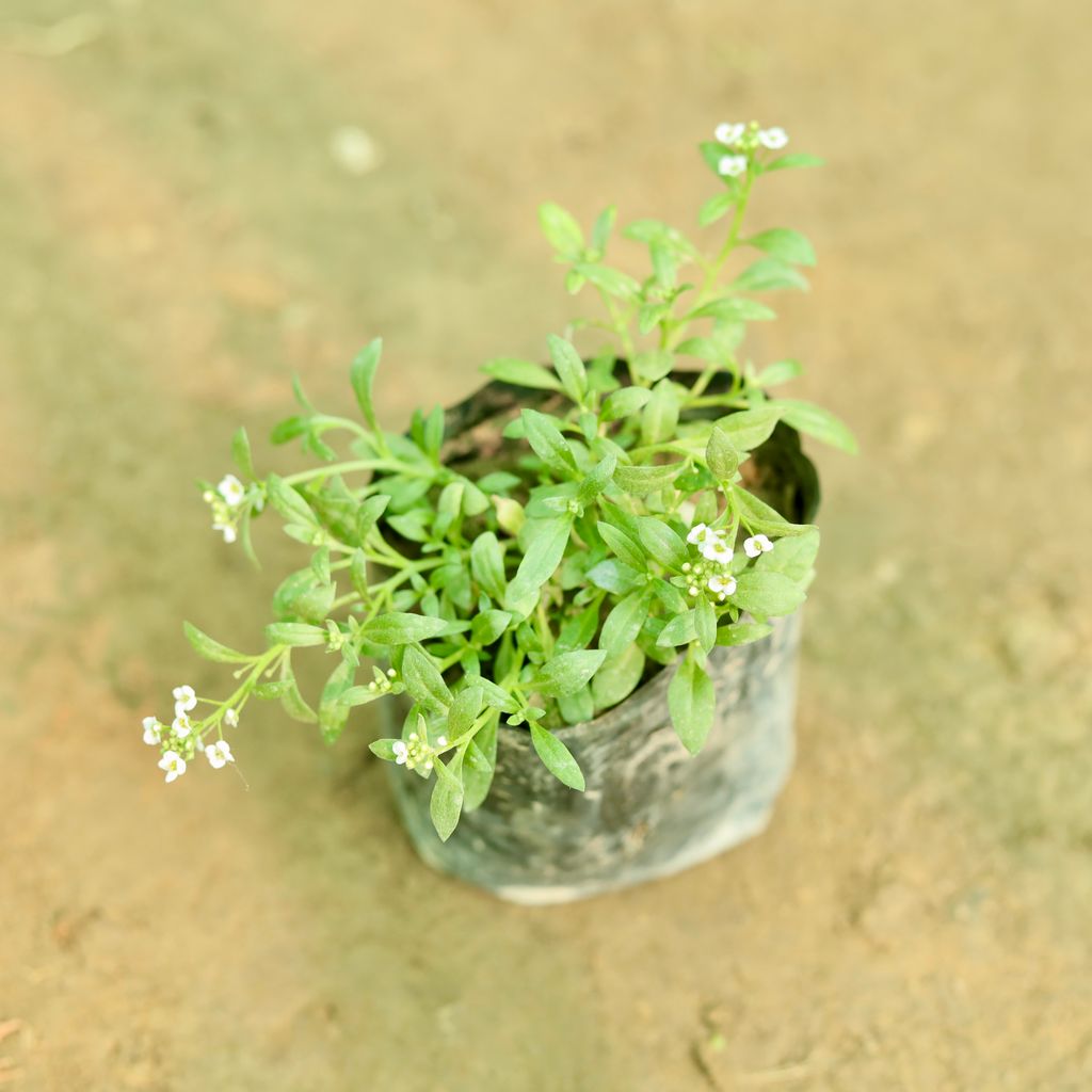 Alyssum (Any Colour) Any Colour in 5 Inch Nursery Bag