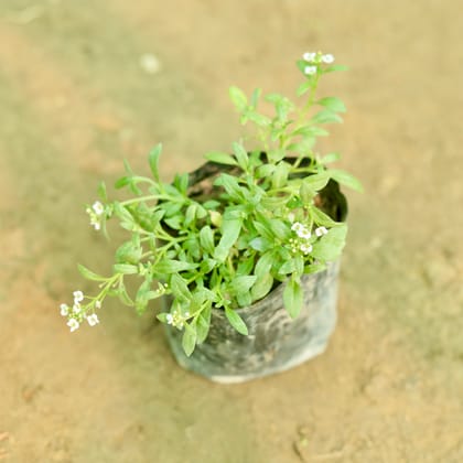 Buy Alyssum (Any Colour) Any Colour in 5 Inch Nursery Bag Online | Urvann.com