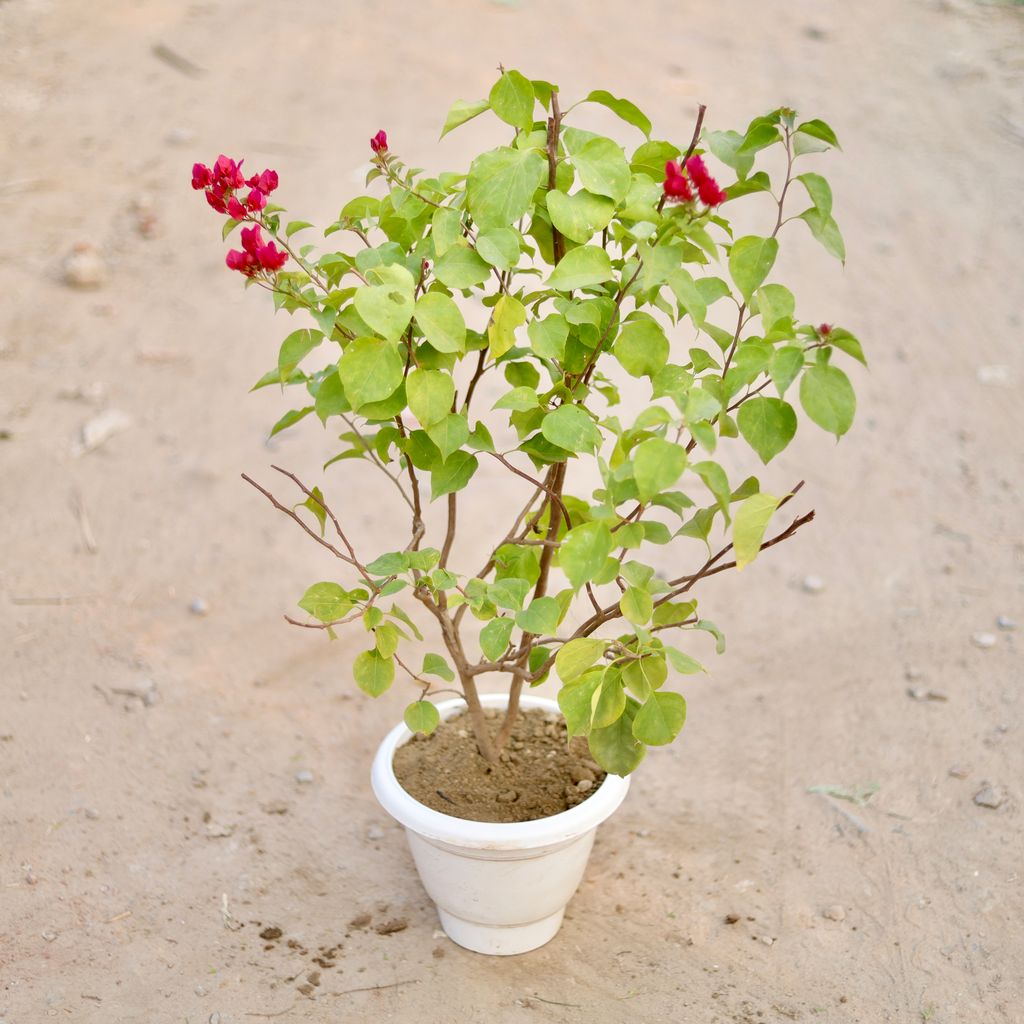 Bougainvillea (Any Colour) (~ 2 Ft) in 10 Inch Classy White Round Plastic Pot