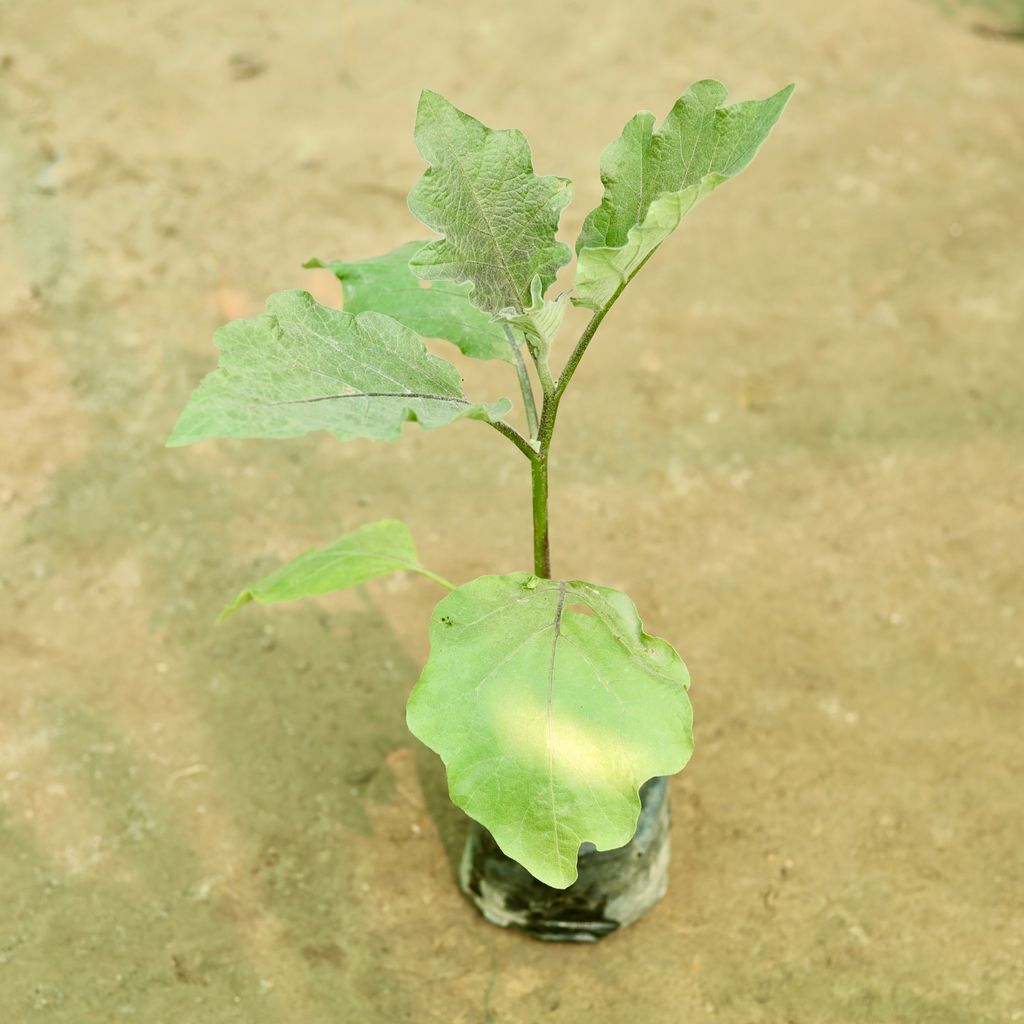 Brinjal / Baigan in 5 Inch Nursery Bag