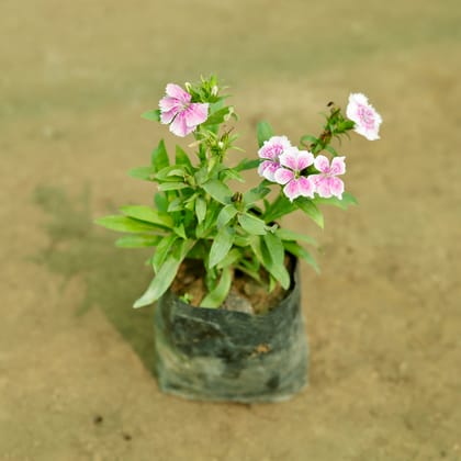 Buy Dianthus (Any Colour) in 5 Inch Nursery Bag Online | Urvann.com