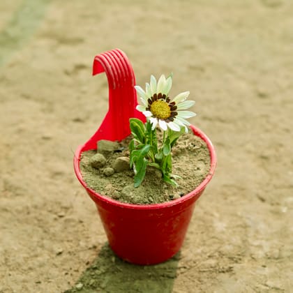 Buy Gazania (Any Colour) in 8 Inch Red Single Hook Hanging Plastic Pot Online | Urvann.com