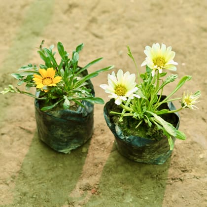 Buy Gazania (Any Colour) in 5 Inch Nursery Bag Online | Urvann.com