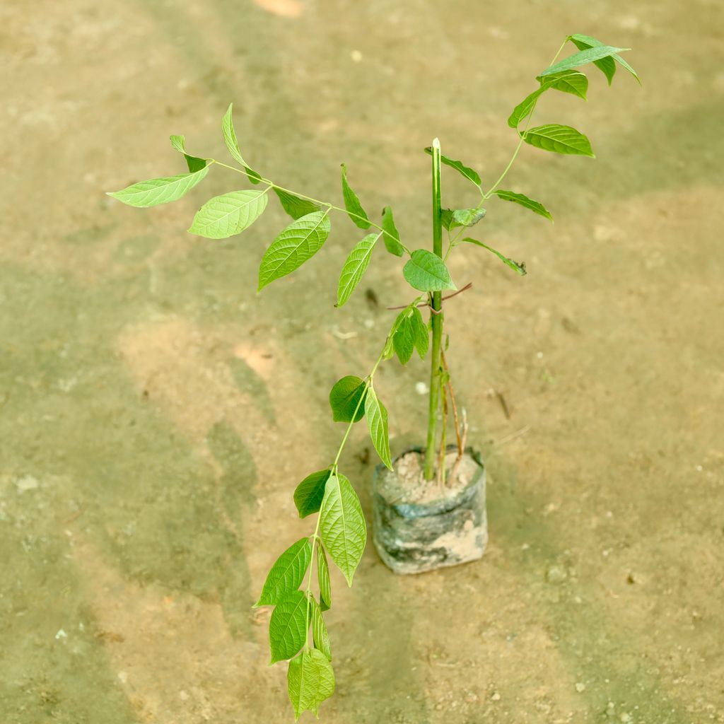 Madhumalti Bel / Rangoon Creeper (any colour) in 5 Inch Nursery Bag