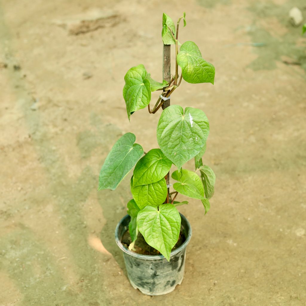 Paan / Betal Leaf (~ 1.5 Ft) in 6 Inch Nursery Pot