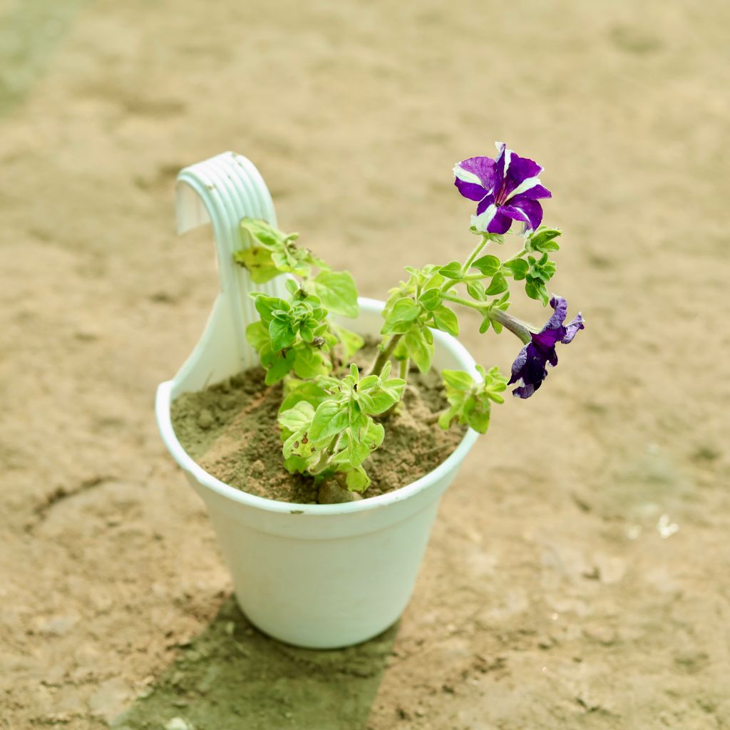 Petunia (Any Colour) in 8 Inch White Single Hook Hanging Plastic Pot