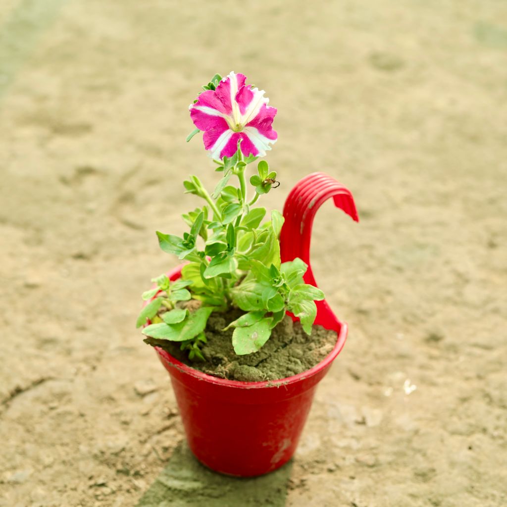 Petunia (Any Colour) in 8 Inch Red Single Hook Hanging Plastic Pot