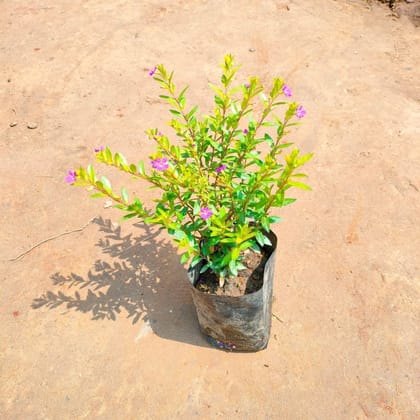 Cuphea / False Heather Pink in 3 Inch Nursery Bag