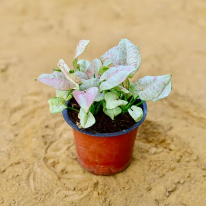 Buy Syngonium Pink Spot in 4 Inch Nursery Pot Online | Urvann.com