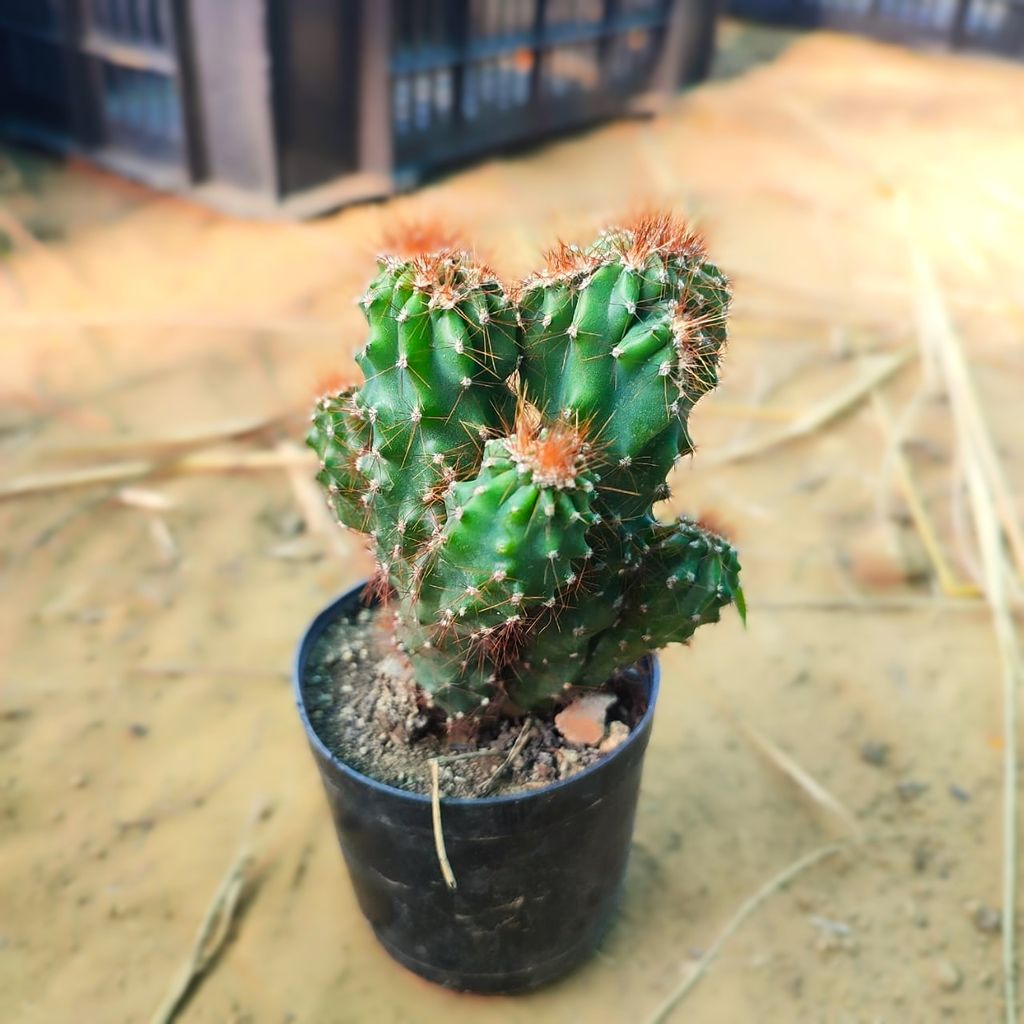 Boxer cactus in 3 Inch Nursery Pot