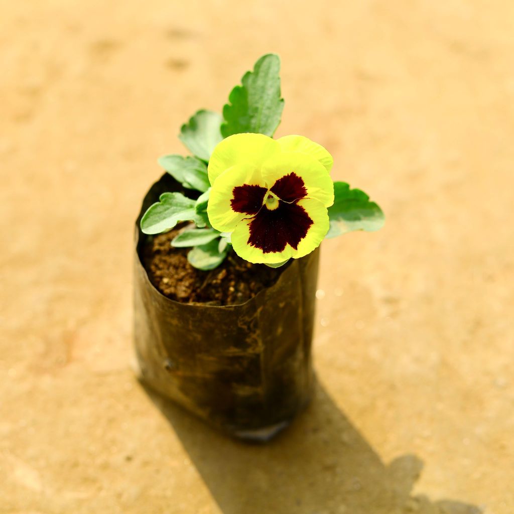 Pansy (Any Colour) in 4 Inch Nursery Bag