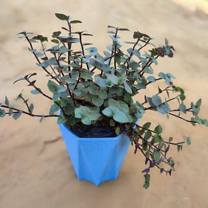 Buy Turtle Vine Black in 4 Inch Blue Marble Premium Diamanti Plastic Pot Online | Urvann.com