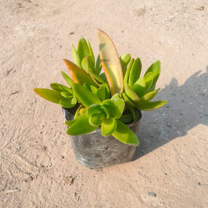 Buy Pagoda Red Succulent in 4 Inch Nursery Bag Online | Urvann.com