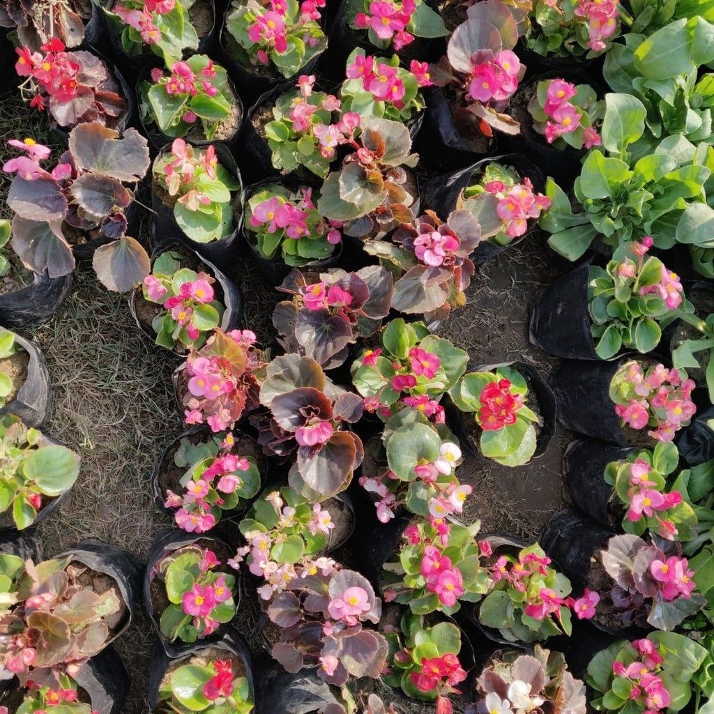 Set of 3 - begonia (Any Colour) in 4 Inch Nursery Bag