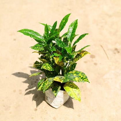 Buy Baby Croton in 4 Inch Nursery Bag Online | Urvann.com