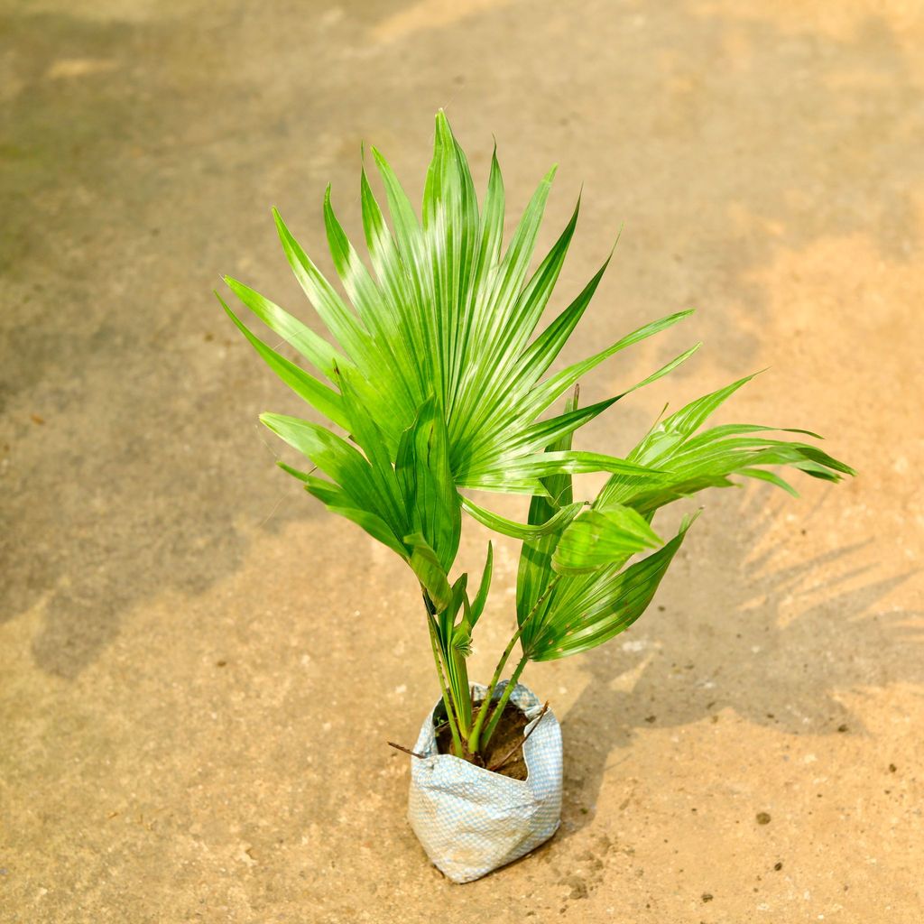 China / Fan Palm in 4 Inch Nursery Bag