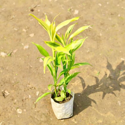 Buy Lucky Bamboo Golden in 4 Inch Nursery Bag Online | Urvann.com