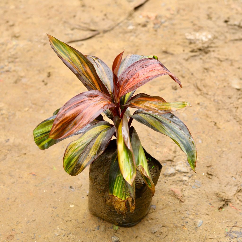 Dracaena Cordyline Brown in 4 Inch Nursery Bag