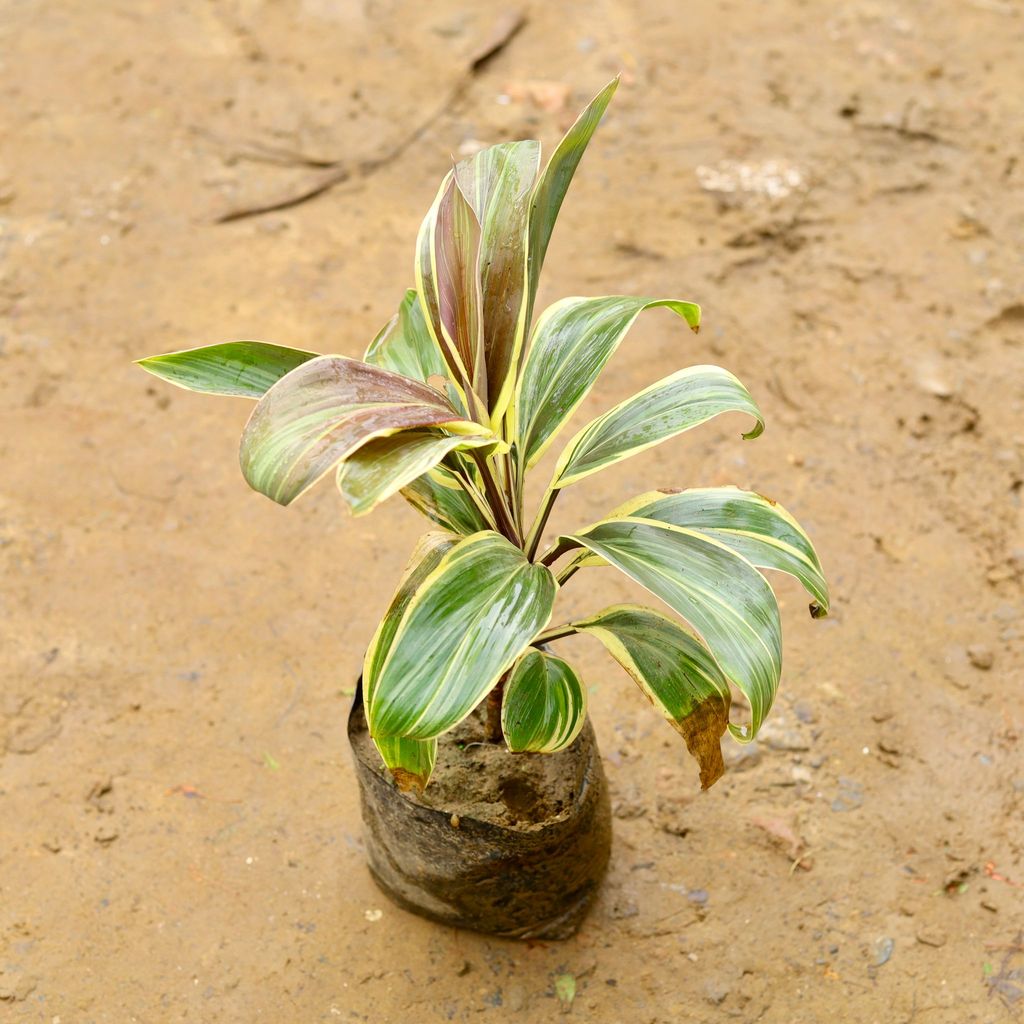 Dracaena Cordyline White in 4 Inch Nursery Bag