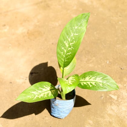 Buy Dieffenbachia Seguine in 4 Inch Nursery Bag Online | Urvann.com