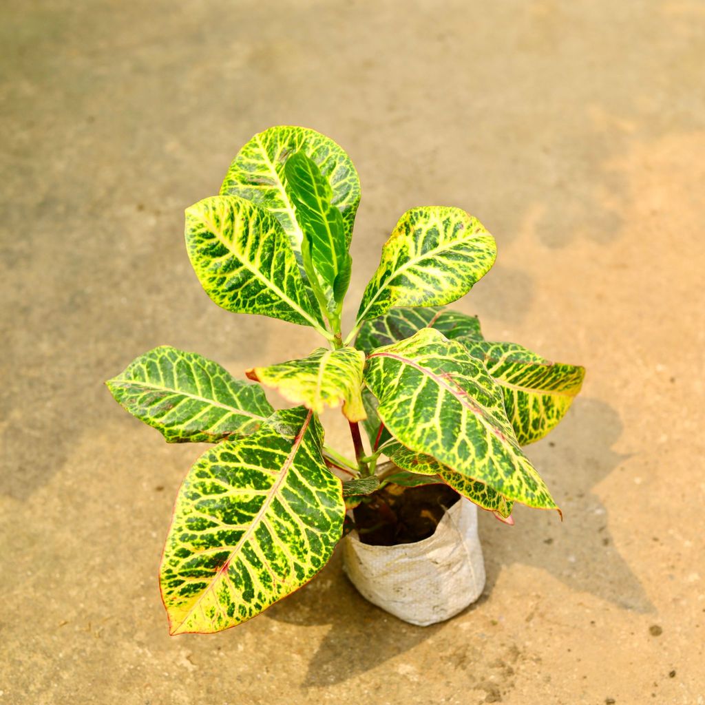 Croton Petra Bangalore in 6 Inch Nursery Bag