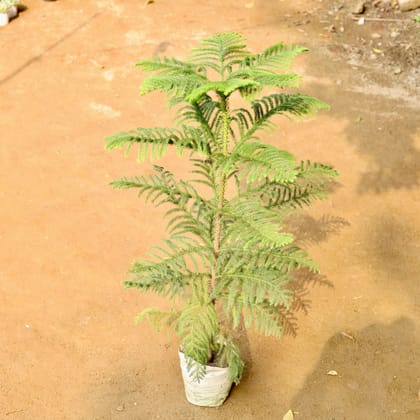 Buy Araucaria / Christmas Tree (~ 2 Ft) in 4 Inch Nursery Bag Online | Urvann.com