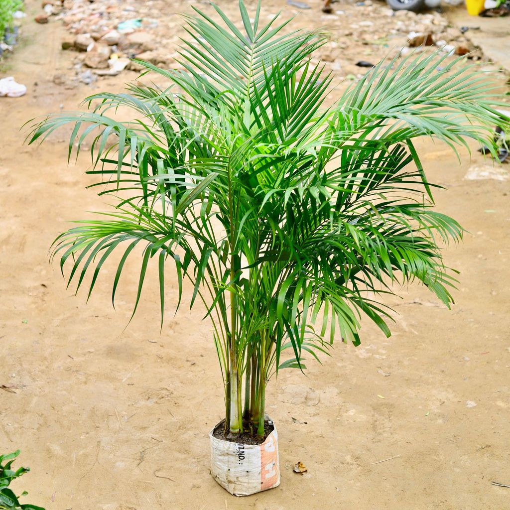 Areca Palm (~ 5 Ft) Bushy in 8 Inch Nursery Bag