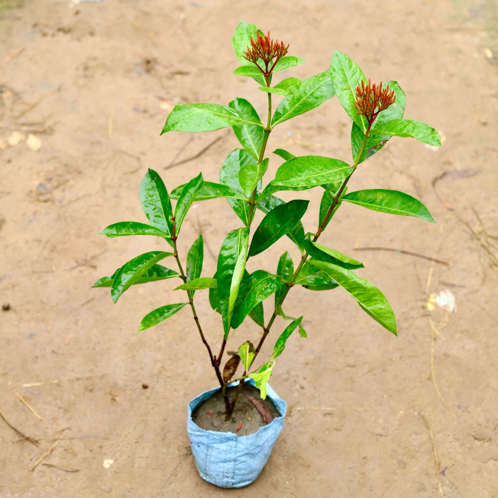 Ixora Red in 4 Inch Nursery Bag