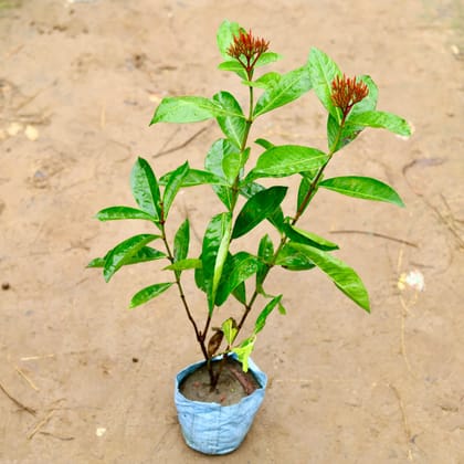 Ixora Red in 4 Inch Nursery Bag