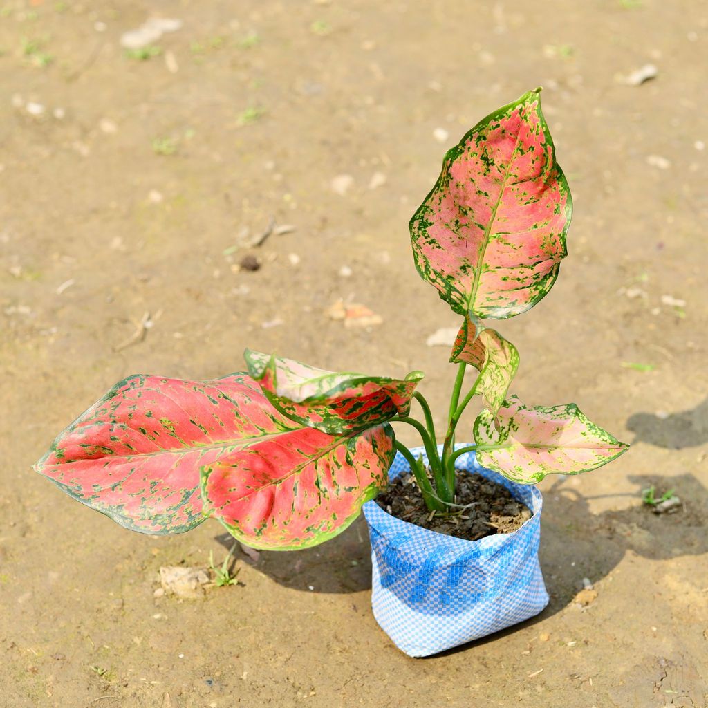 Aglaonema Red Ruby in 4 Inch Nursery Bag