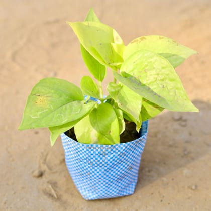 Money Plant Golden in 4 Inch Nursery Bag