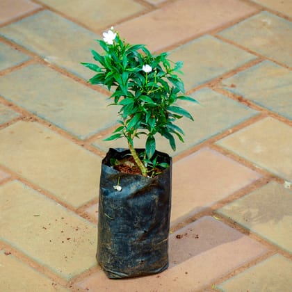 Buy Chandni White in 5 Inch Nursery Bag Online | Urvann.com