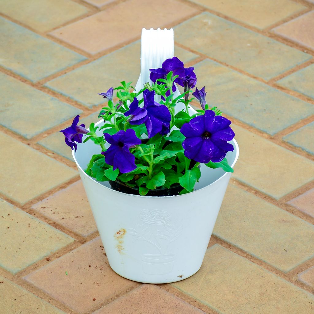 Petunia Blue in 8 Inch White Single Hook Hanging Plastic Pot