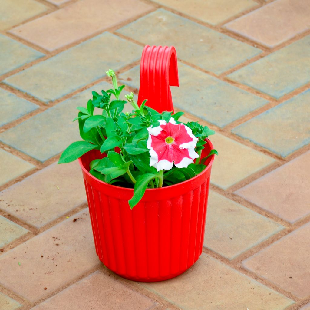 Petunia (Any Colour) in 7 Inch Red Railing Single Hook Hanging Plastic Pot