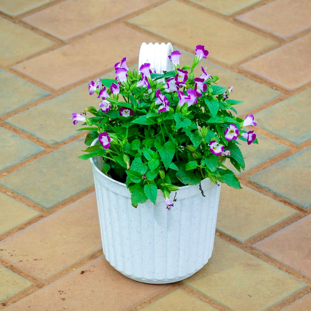 Torenia / Wishbone (Any Colour) in 7 Inch White Railing Single Hook Hanging Plastic Pot