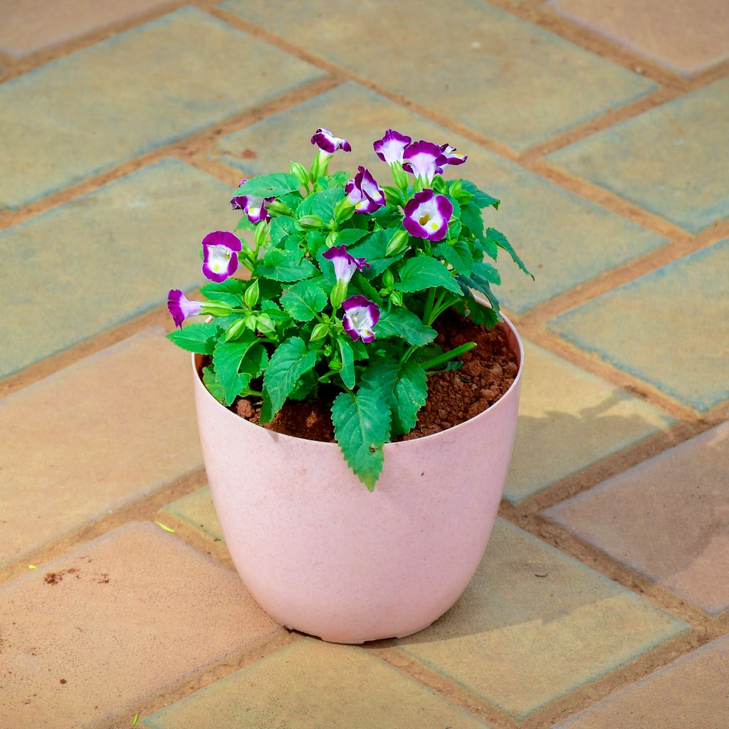 Torenia / Wishbone (Any Colour) in 6 Inch Pink Marble Premium Orchid Round Plastic Pot