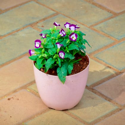 Buy Torenia / Wishbone (Any Colour) in 6 Inch Pink Marble Premium Orchid Round Plastic Pot Online | Urvann.com